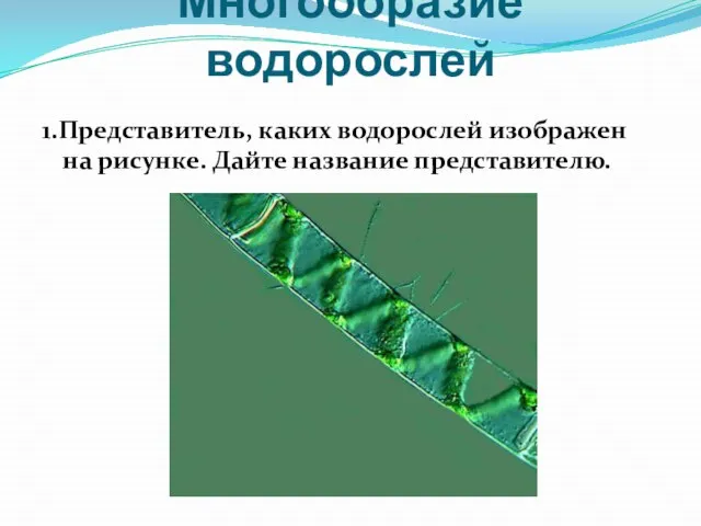 Многообразие водорослей 1.Представитель, каких водорослей изображен на рисунке. Дайте название представителю.