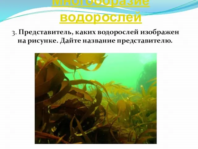 Многообразие водорослей 3. Представитель, каких водорослей изображен на рисунке. Дайте название представителю.