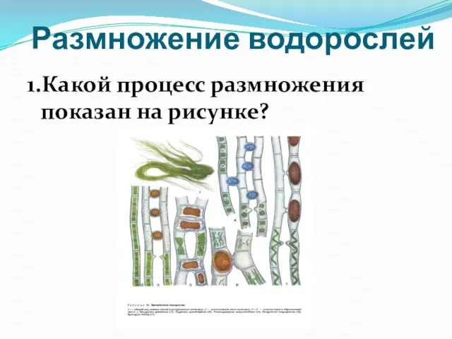 Размножение водорослей 1.Какой процесс размножения показан на рисунке?