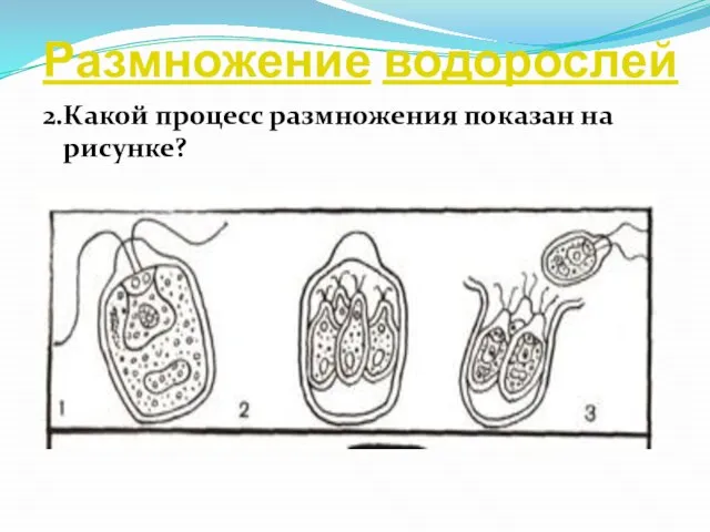 Размножение водорослей 2.Какой процесс размножения показан на рисунке?