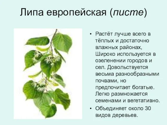 Липа европейская (писте) Растёт лучше всего в тёплых и достаточно влажных районах,