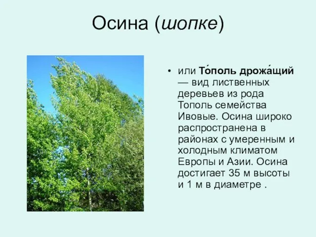 Осина (шопке) или То́поль дрожа́щий — вид лиственных деревьев из рода Тополь