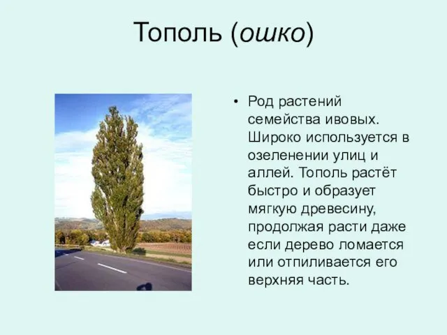 Тополь (ошко) Род растений семейства ивовых. Широко используется в озеленении улиц и