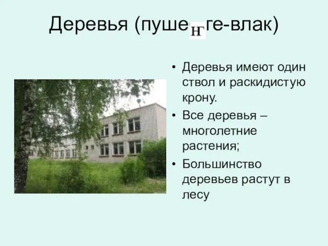 Деревья (пуше ге-влак) Деревья имеют один ствол и раскидистую крону. Все деревья