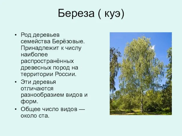 Береза ( куэ) Род деревьев семейства Берёзовые. Принадлежит к числу наиболее распространённых