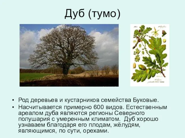 Дуб (тумо) Род деревьев и кустарников семейства Буковые. Насчитывается примерно 600 видов.