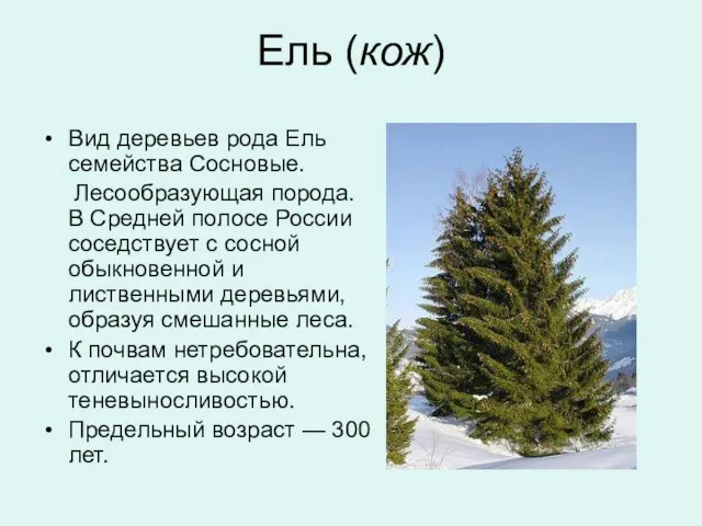 Ель (кож) Вид деревьев рода Ель семейства Сосновые. Лесообразующая порода. В Средней