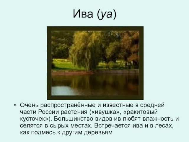 Ива (уа) Очень распространённые и известные в средней части России растения («ивушка»,