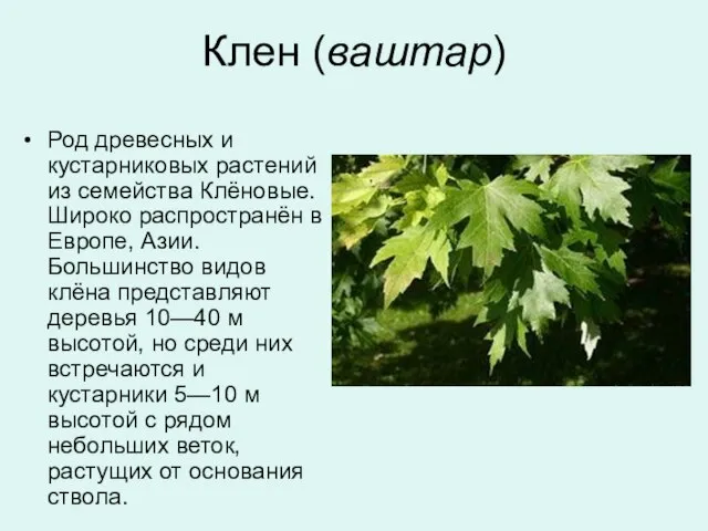 Клен (ваштар) Род древесных и кустарниковых растений из семейства Клёновые. Широко распространён