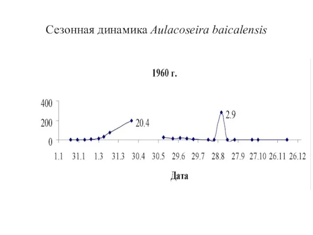 Сезонная динамика Aulacoseira baicalensis