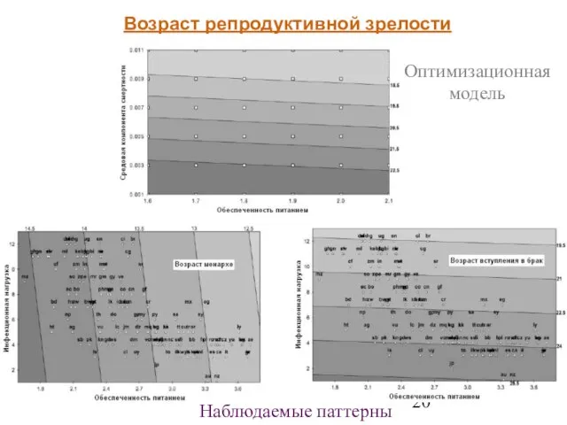 Возраст репродуктивной зрелости Оптимизационнаямодель Наблюдаемые паттерны