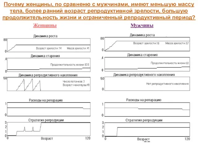 Почему женщины, по сравненю с мужчинами, имеют меньшую массу тела, более ранний