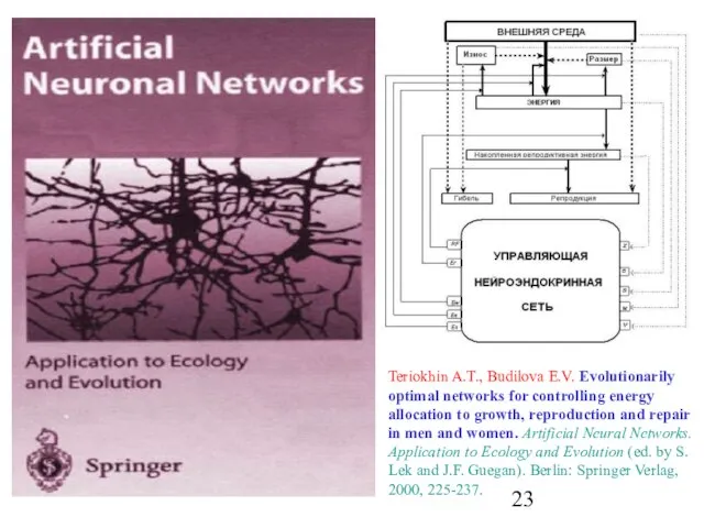 Teriokhin A.T., Budilova E.V. Evolutionarily optimal networks for controlling energy allocation to