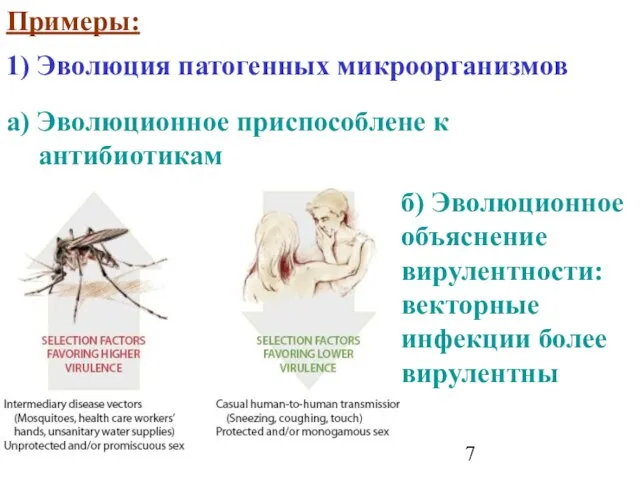 Примеры: 1) Эволюция патогенных микроорганизмов а) Эволюционное приспособлене к антибиотикам б) Эволюционное