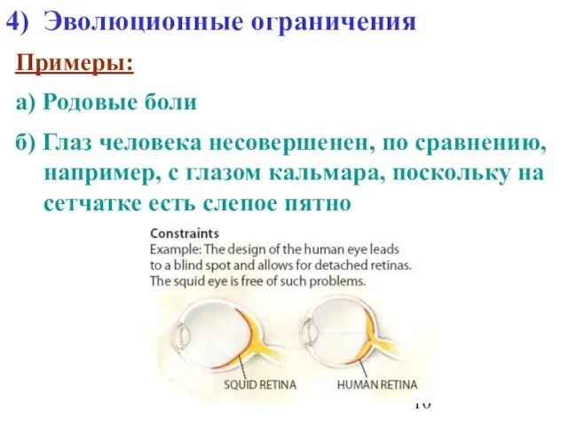 Эволюционные ограничения Примеры: а) Родовые боли б) Глаз человека несовершенен, по сравнению,