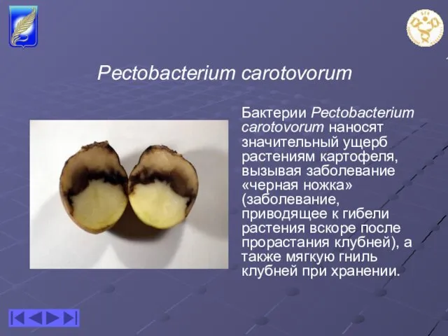 Pectobacterium carotovorum Бактерии Pectobacterium carotovorum наносят значительный ущерб растениям картофеля, вызывая заболевание