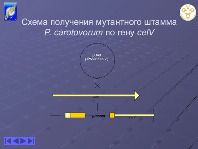 Схема получения мутантного штамма P. carotovorum по гену celV ‘celV’