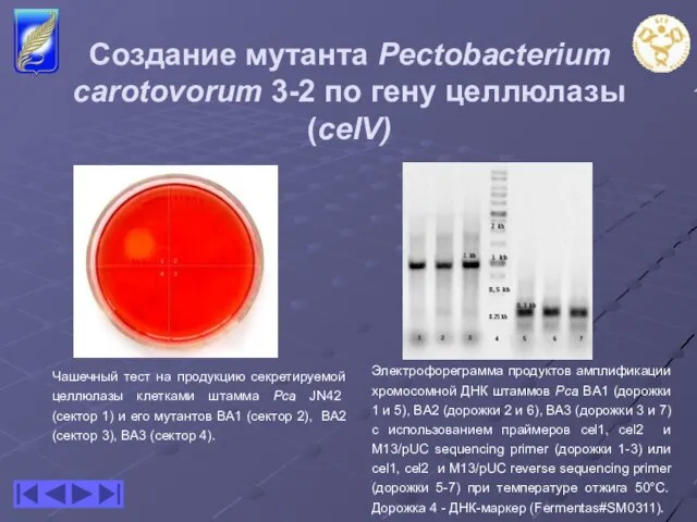 Создание мутанта Pectobacterium carotovorum 3-2 по гену целлюлазы (celV) Чашечный тест на