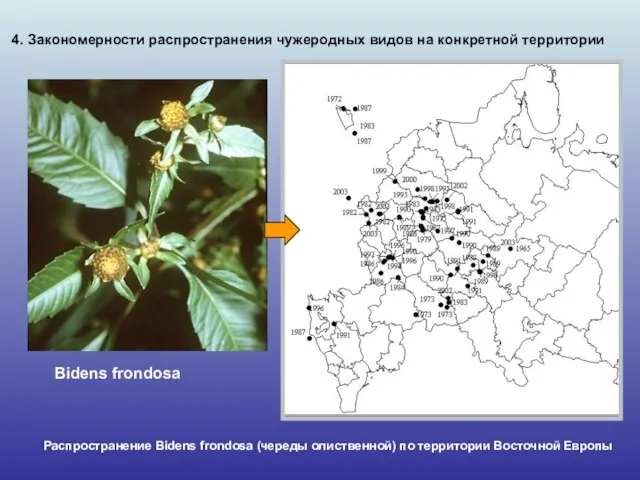 Распространение Bidens frondosa (череды олиственной) по территории Восточной Европы 4. Закономерности распространения