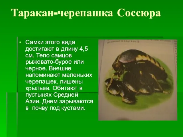 Таракан-черепашка Соссюра Самки этого вида достигают в длину 4,5 см. Тело самцов