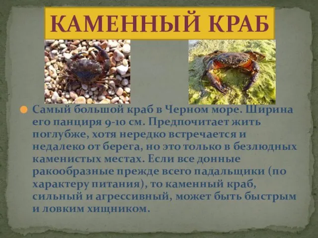 Cамый большой краб в Черном море. Ширина его панциря 9-10 см. Предпочитает
