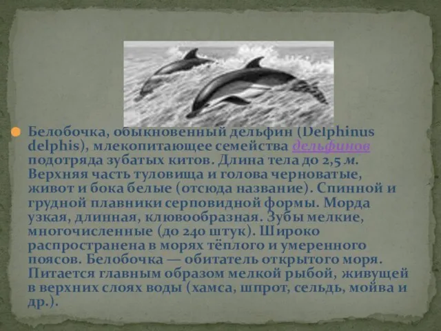 Белобочка, обыкновенный дельфин (Delphinus delphis), млекопитающее семейства дельфинов подотряда зубатых китов. Длина