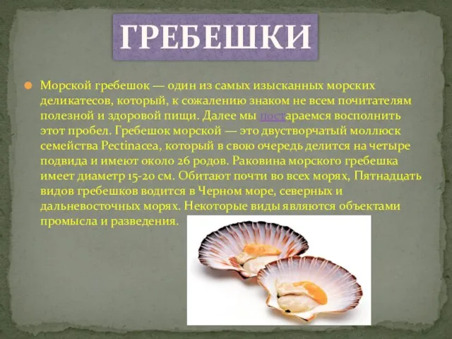 Морской гребешок — один из самых изысканных морских деликатесов, который, к сожалению
