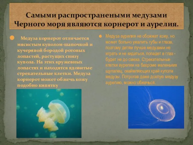 Самыми распространеными медузами Черного моря являются корнерот и аурелия. Медуза корнерот отличается