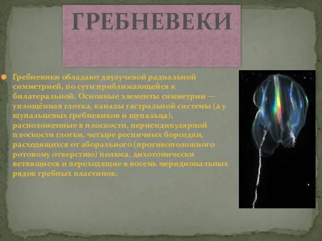 Гребневики обладают двулучевой радиальной симметрией, по сути приближающейся к билатеральной. Основные элементы