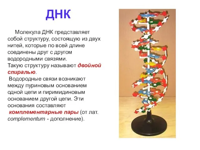 ДНК Молекула ДНК представляет собой структуру, состоящую из двух нитей, которые по