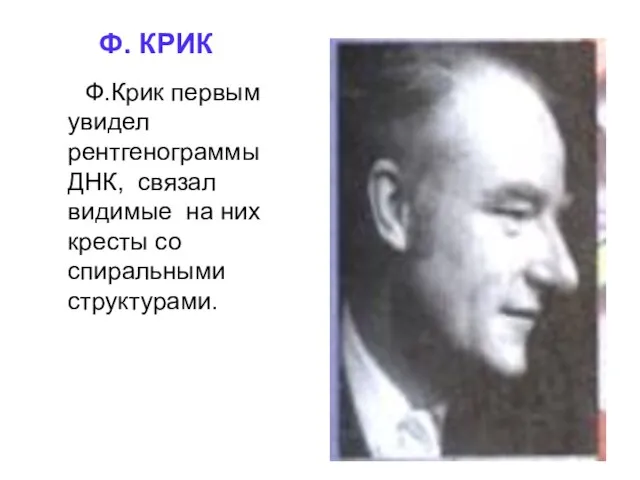 Ф. КРИК Ф.Крик первым увидел рентгенограммы ДНК, связал видимые на них кресты со спиральными структурами.