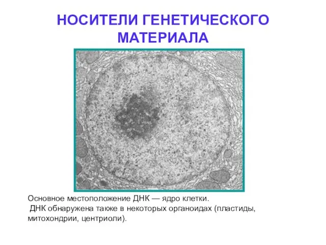 НОСИТЕЛИ ГЕНЕТИЧЕСКОГО МАТЕРИАЛА Основное местоположение ДНК — ядро клетки. ДНК обнаружена также