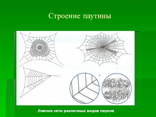 Строение паутины Ловчие сети различных видов пауков