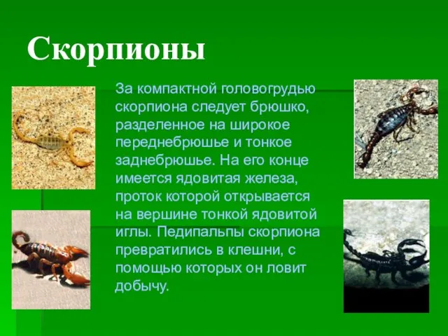Скорпионы За компактной головогрудью скорпиона следует брюшко, разделенное на широкое переднебрюшье и