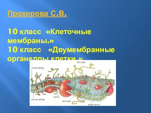 Прохорова С.В. 10 класс «Клеточные мембраны.» 10 класс «Двумембранные органеллы клетки.»