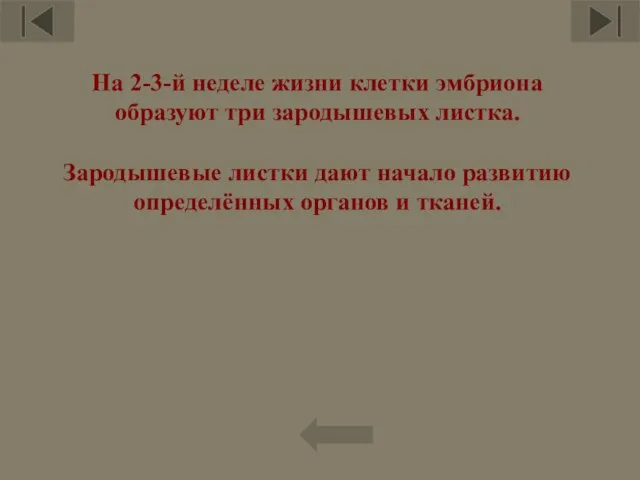 На 2-3-й неделе жизни клетки эмбриона образуют три зародышевых листка. Зародышевые листки