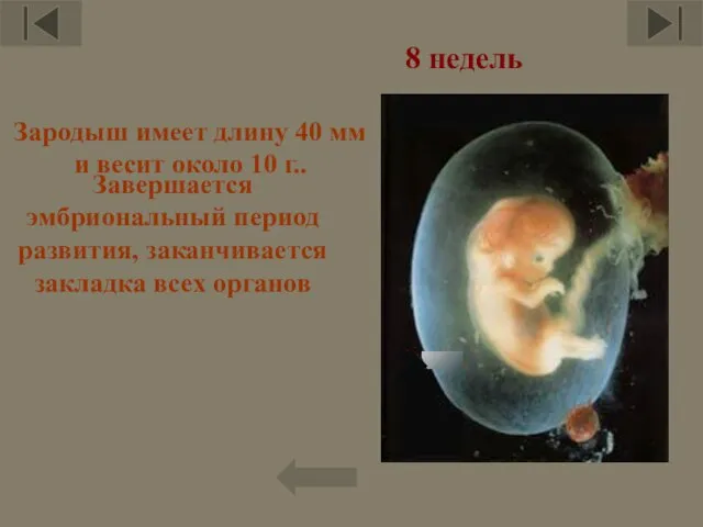 Завершается эмбриональный период развития, заканчивается закладка всех органов Зародыш имеет длину 40