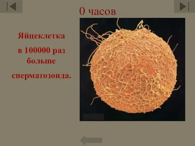 0 часов Яйцеклетка в 100000 раз больше сперматозоида.