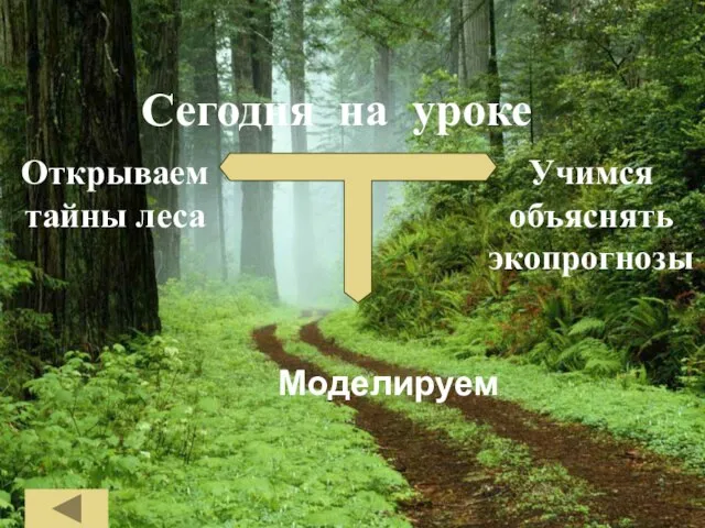 Сегодня на уроке Моделируем Открываем тайны леса Учимся объяснять экопрогнозы