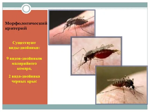 Морфологический критерий Существуют виды-двойники: 9 видов-двойников малярийного комара, 2 вида-двойника черных крыс