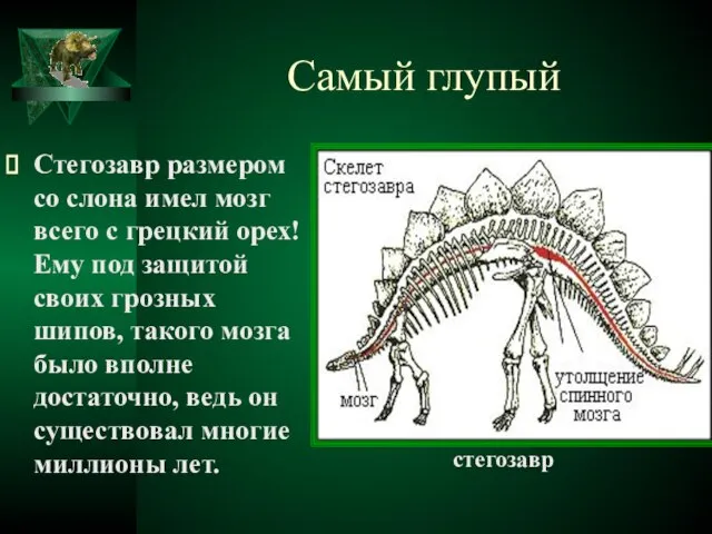 Самый глупый Стегозавр размером со слона имел мозг всего с грецкий орех!
