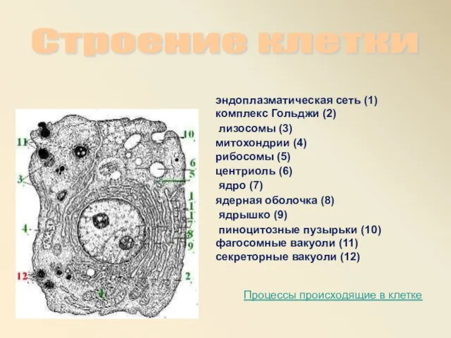 эндоплазматическая сеть (1) комплекс Гольджи (2) лизосомы (3) митохондрии (4) рибосомы (5)