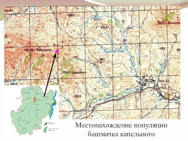 Местонахождение популяции башмачка капельного