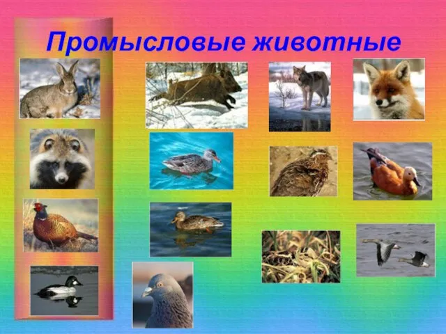 Промысловые животные