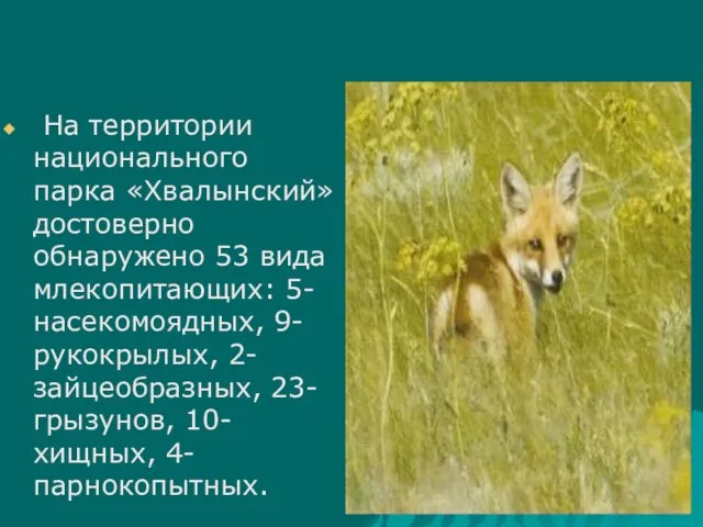 На территории национального парка «Хвалынский» достоверно обнаружено 53 вида млекопитающих: 5-насекомоядных, 9-рукокрылых, 2-зайцеобразных, 23-грызунов, 10-хищных, 4-парнокопытных.