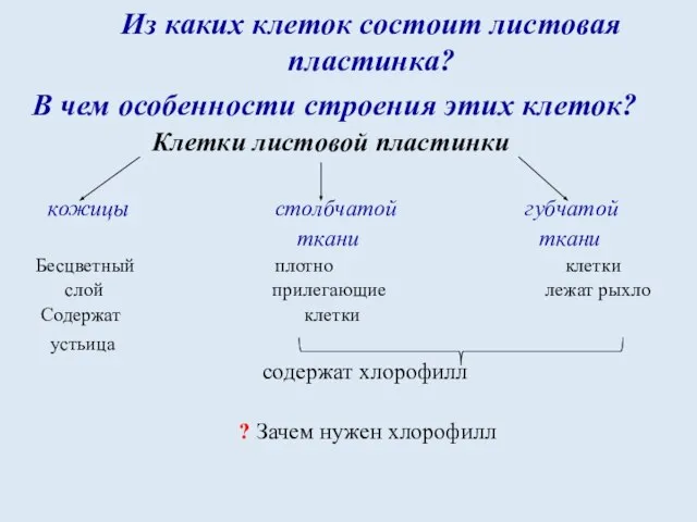 Из каких клеток состоит листовая пластинка? В чем особенности строения этих клеток?