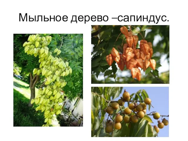 Мыльное дерево –сапиндус.