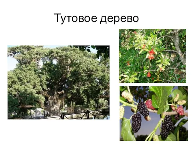 Тутовое дерево