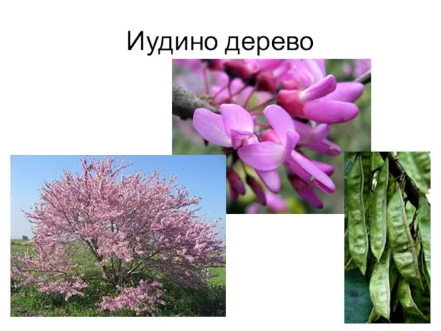 Иудино дерево