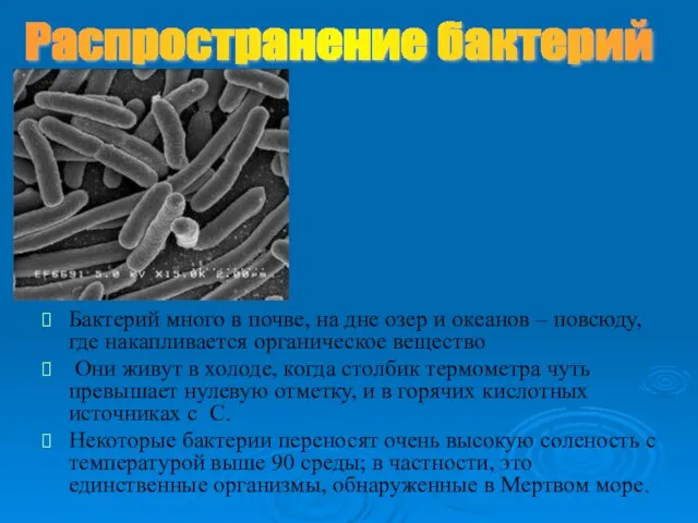 Распространение бактерий Бактерий много в почве, на дне озер и океанов –